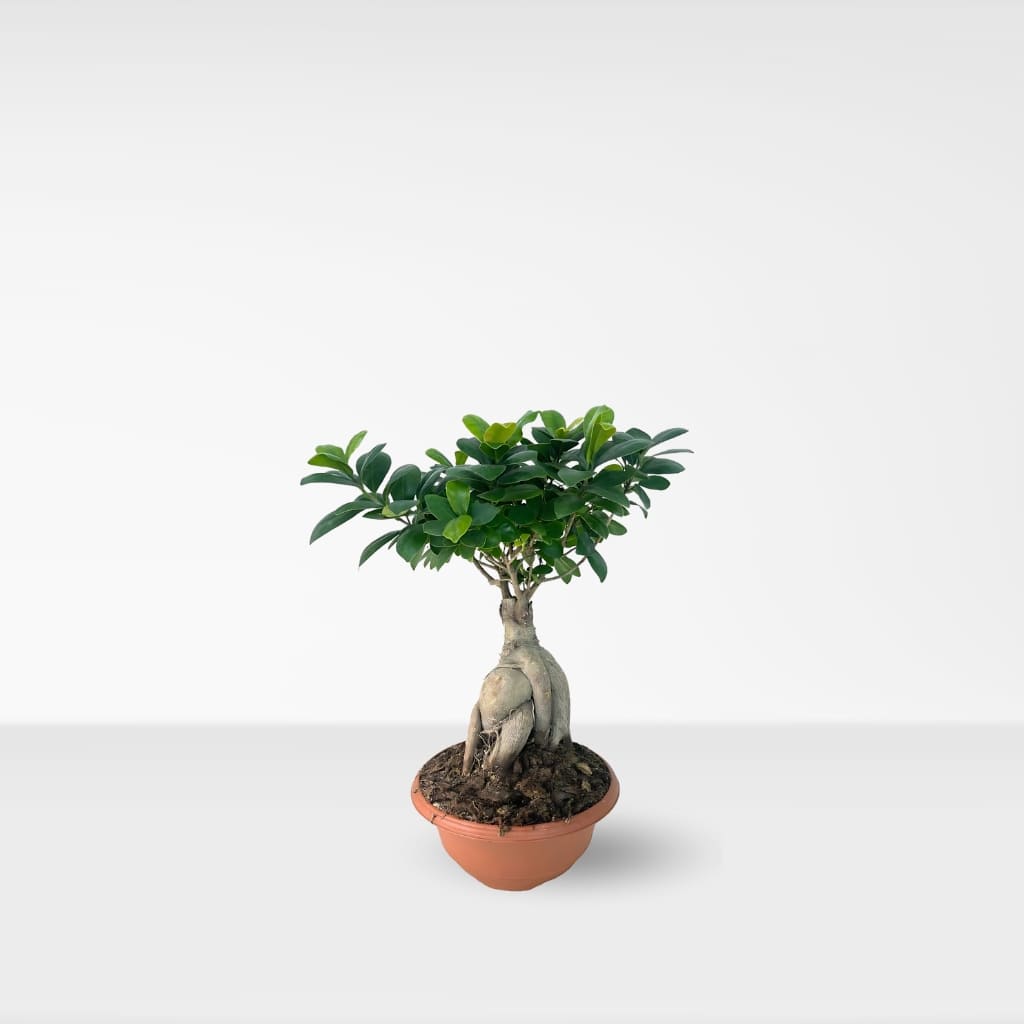 Comprar Bonsai Ficus retusa