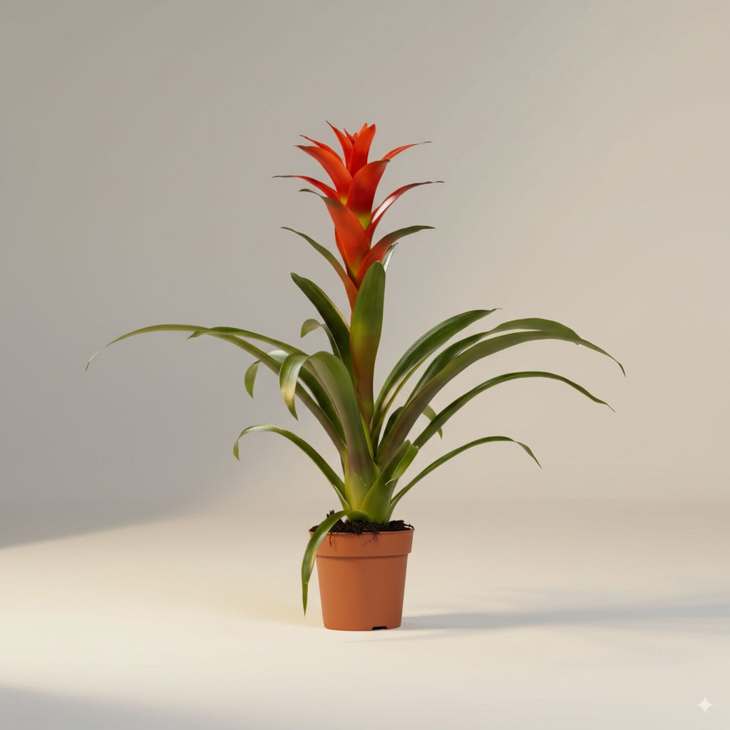 Comprar Bromelia  online a domicilio