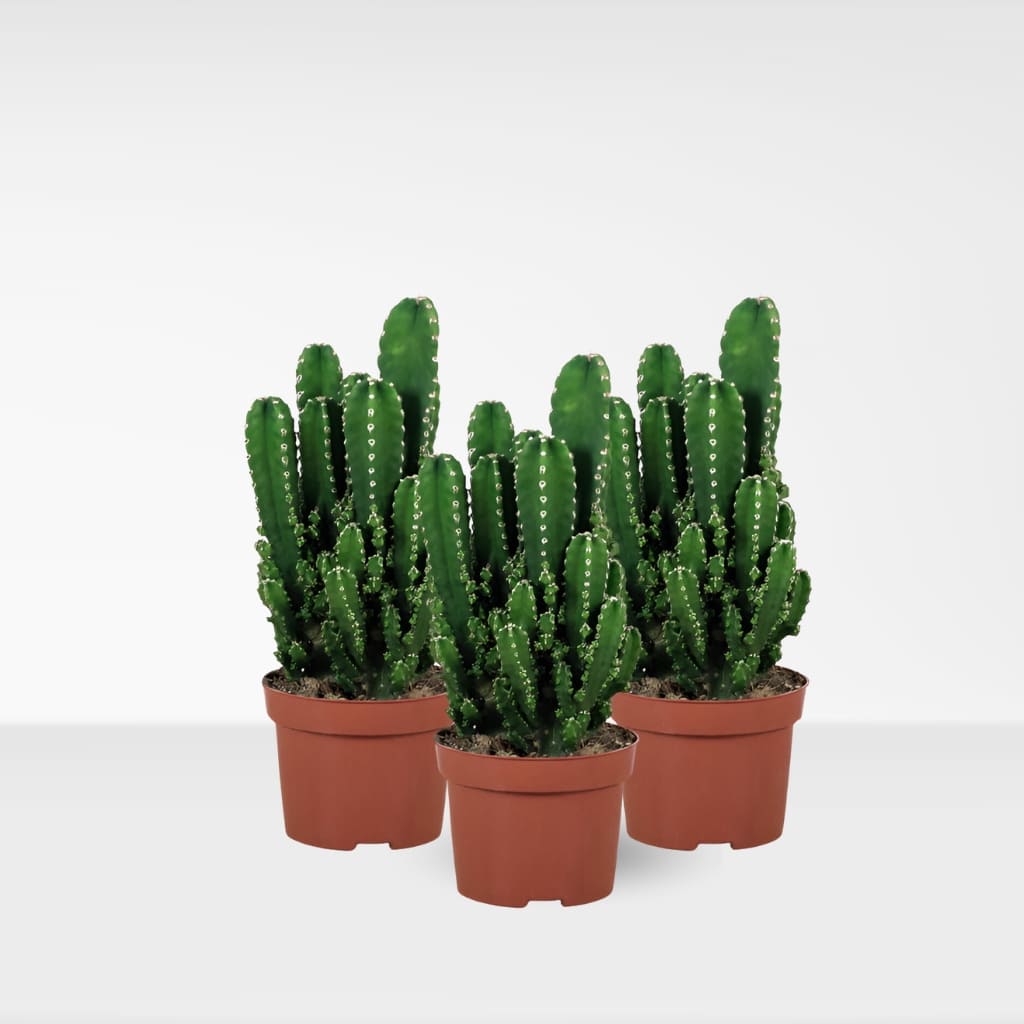 Comprar Cactus cereus peruvianus online