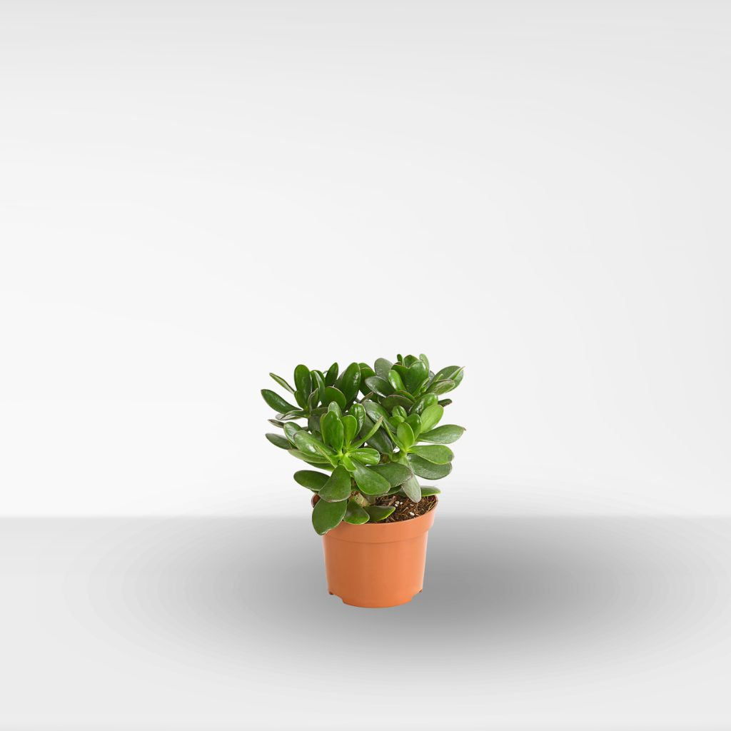 Comprar crassula Ovata