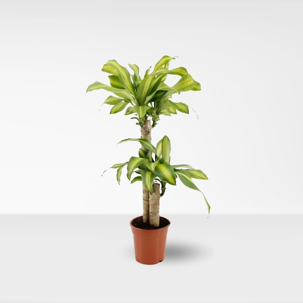 dracaena massangeana kaufen Kaufen Sie Dracaena Massangeana - Drachenbaum
