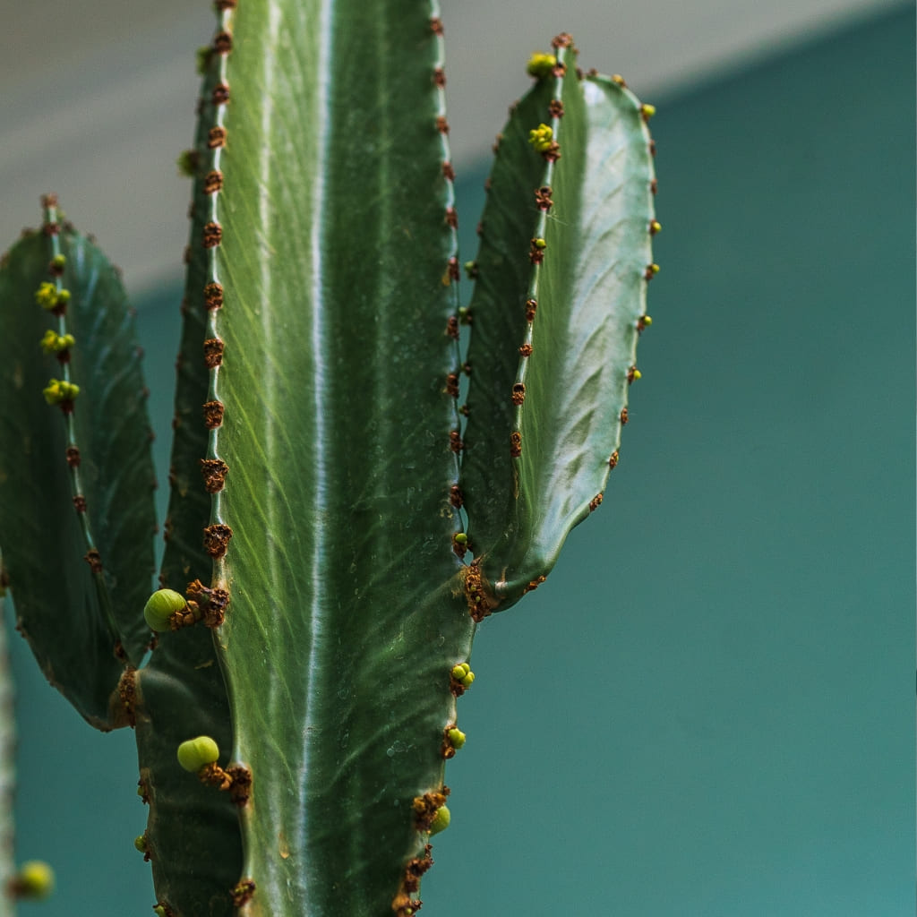 Cacto Euphorbia