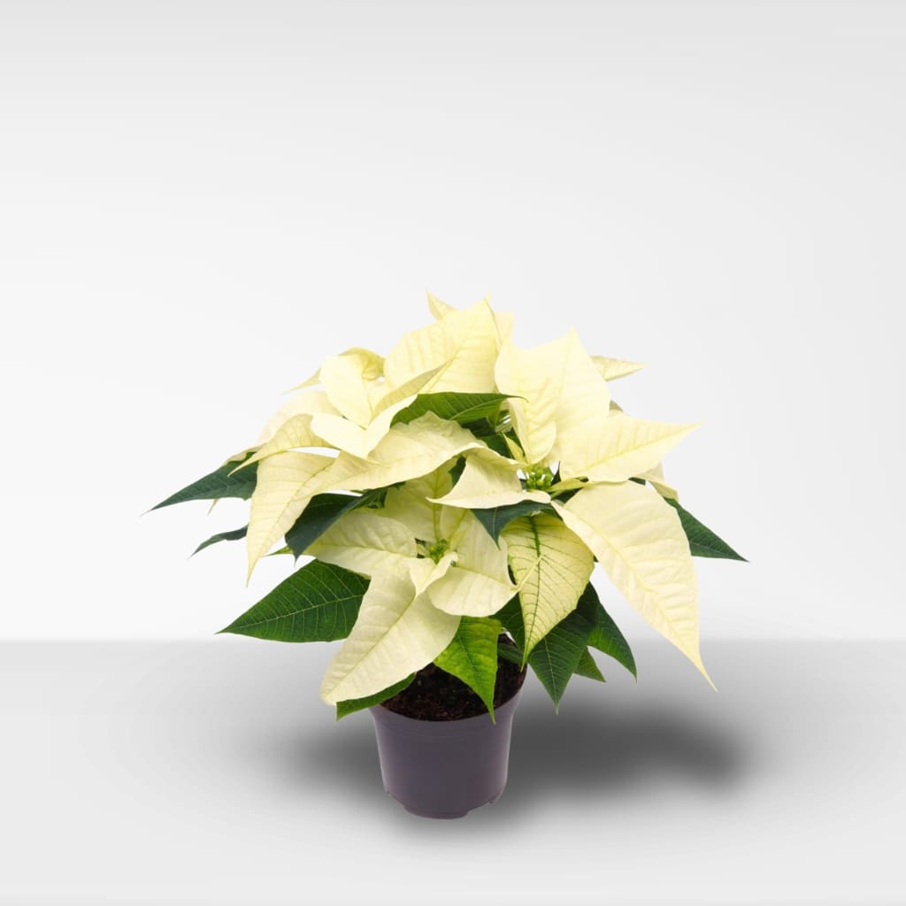 Comprar Flor de Pascua Blanca