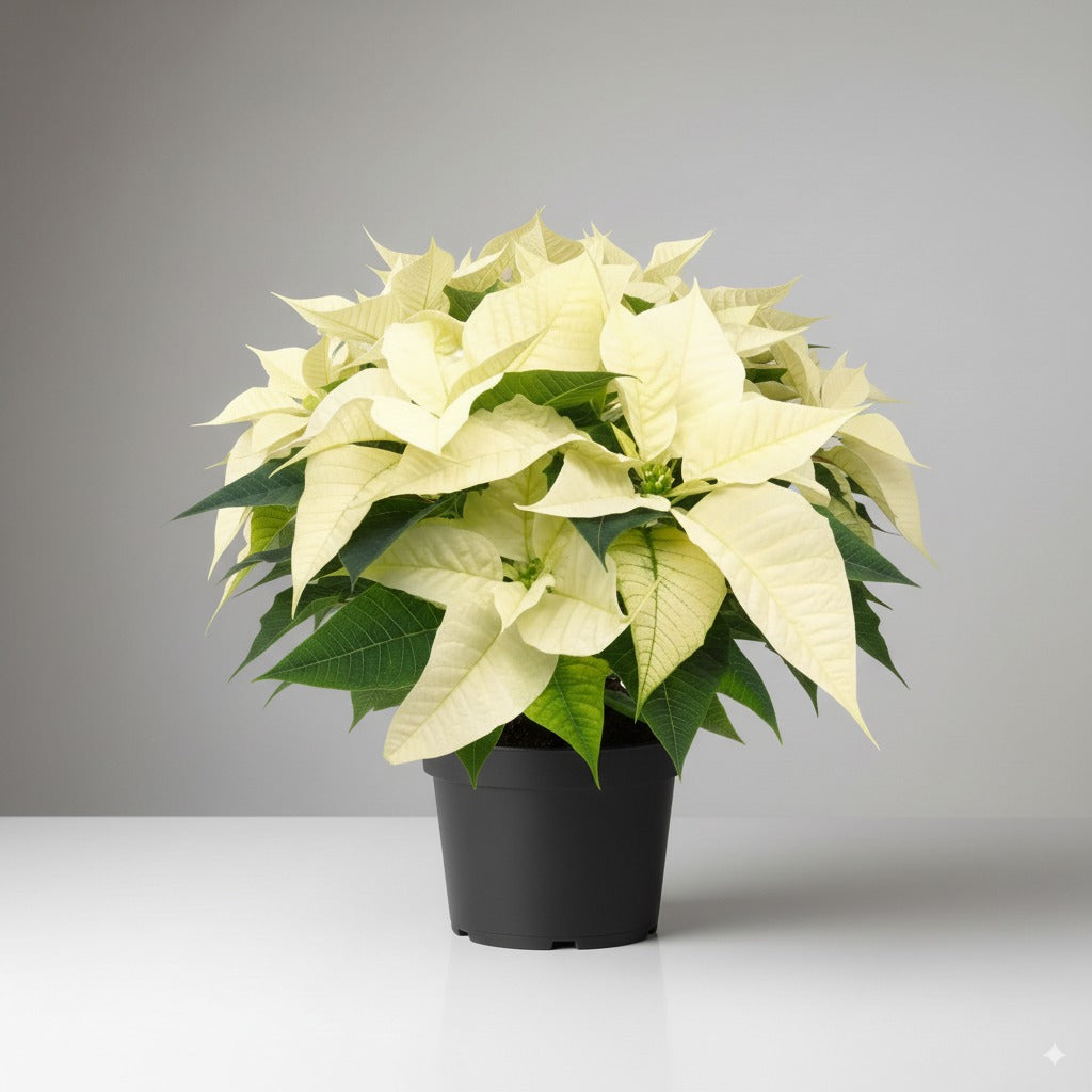 Comprar Flor de Pascua Blanca