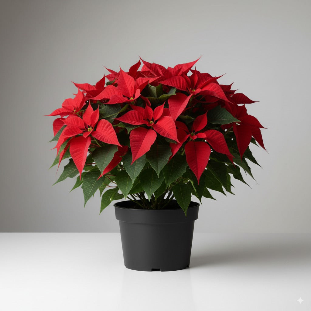 Comprar Flor de Pascua Grande (Poinsettia) 70 cm