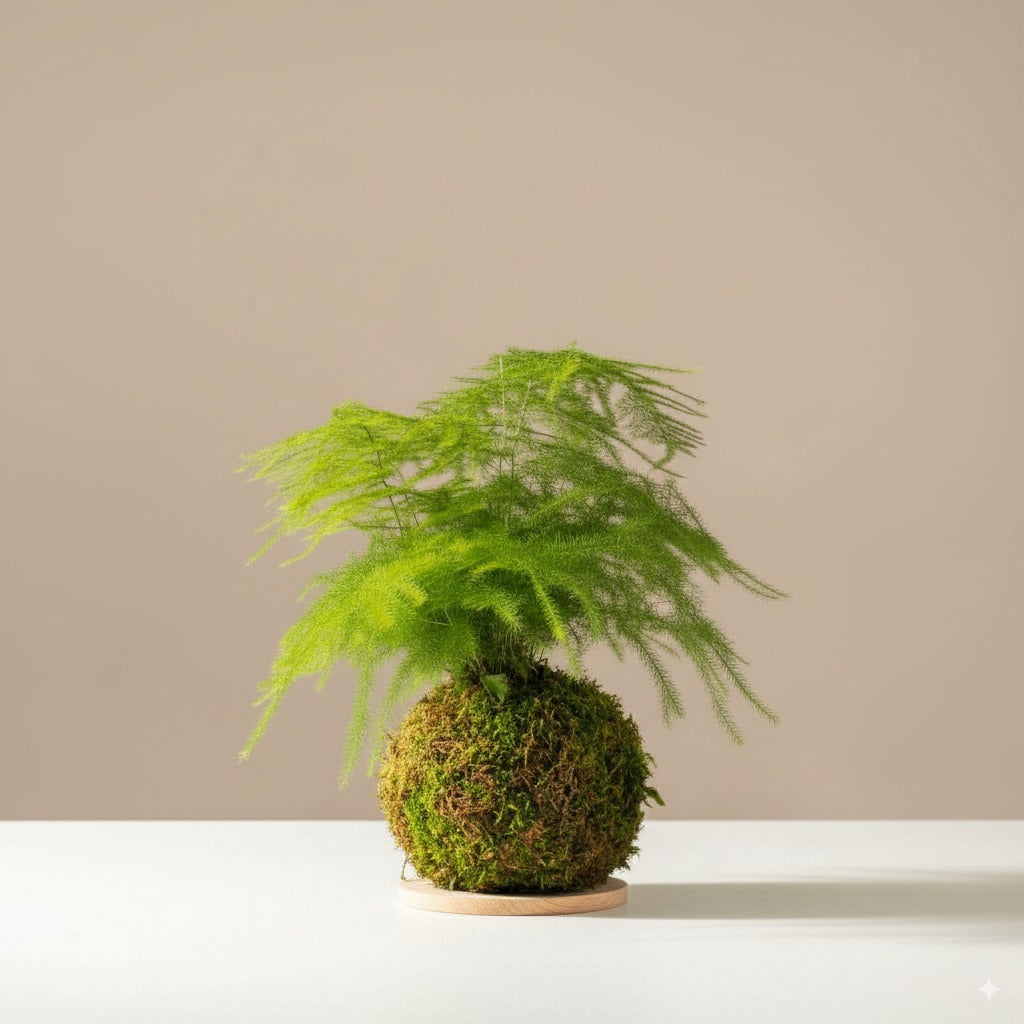 Comprar Kokedama Asparragus