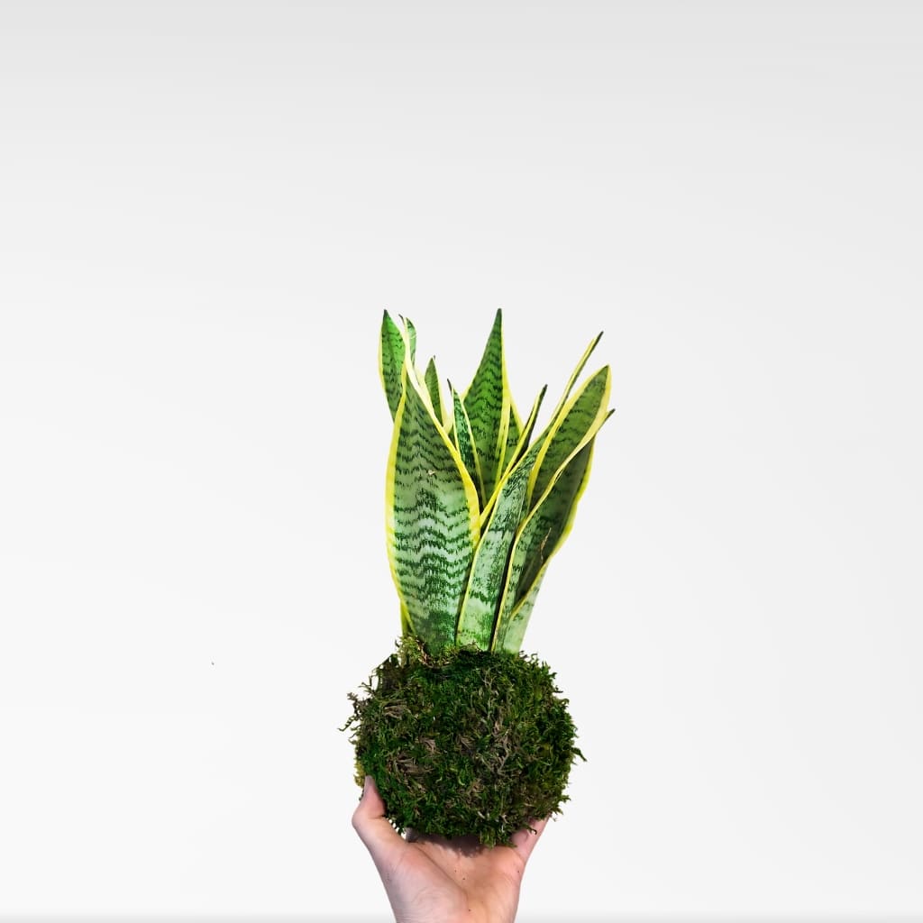 Comprar Kokedama Sansevieria pequeña