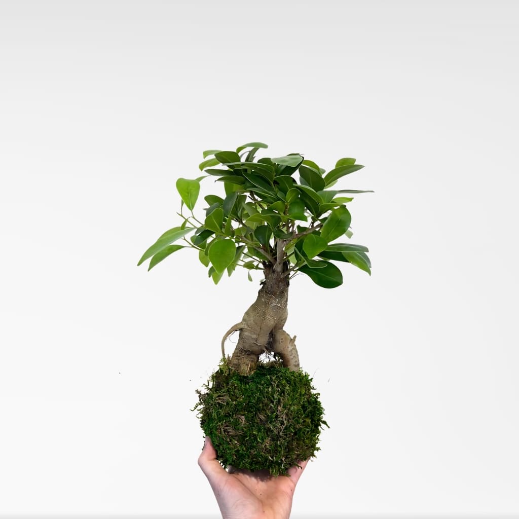 Comprar Kokedama de Ficus grande