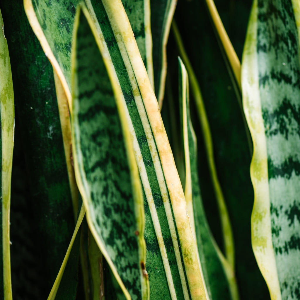 Comprar planta de la serpiente