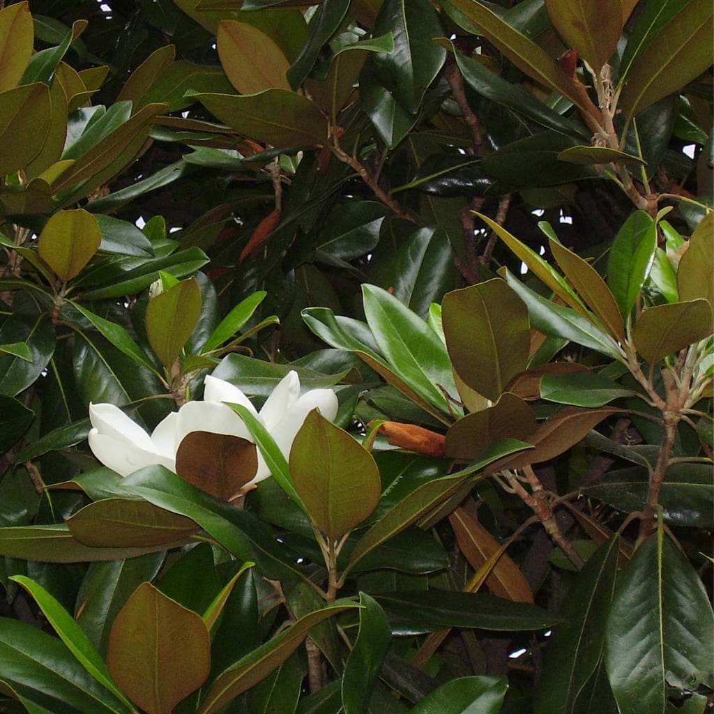 Comprar Magnolia Grandiflora online