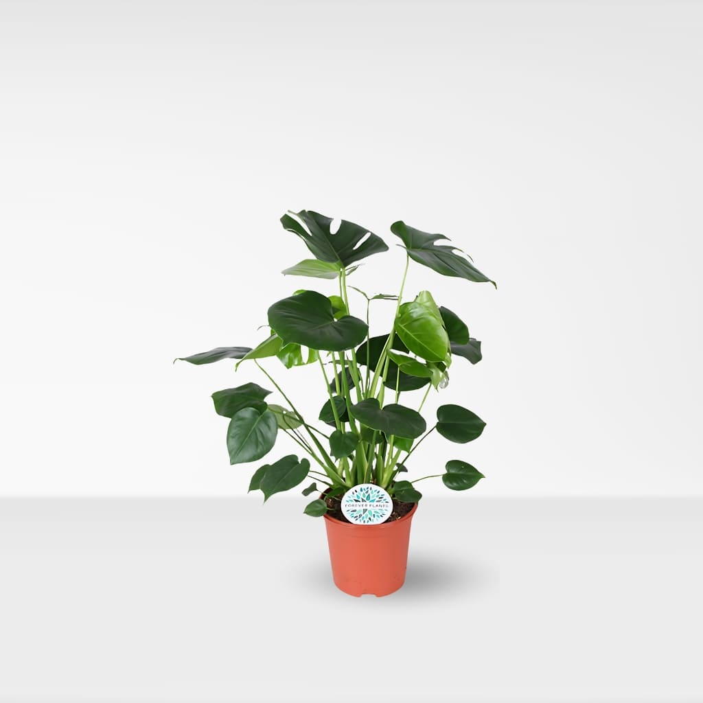 Kaufen Sie Monstera Deliciosa - Fensterblatt