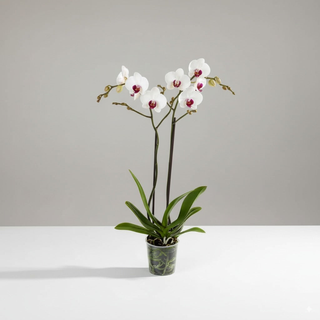 Phalaenopsis Red Eye Orchidee kaufen