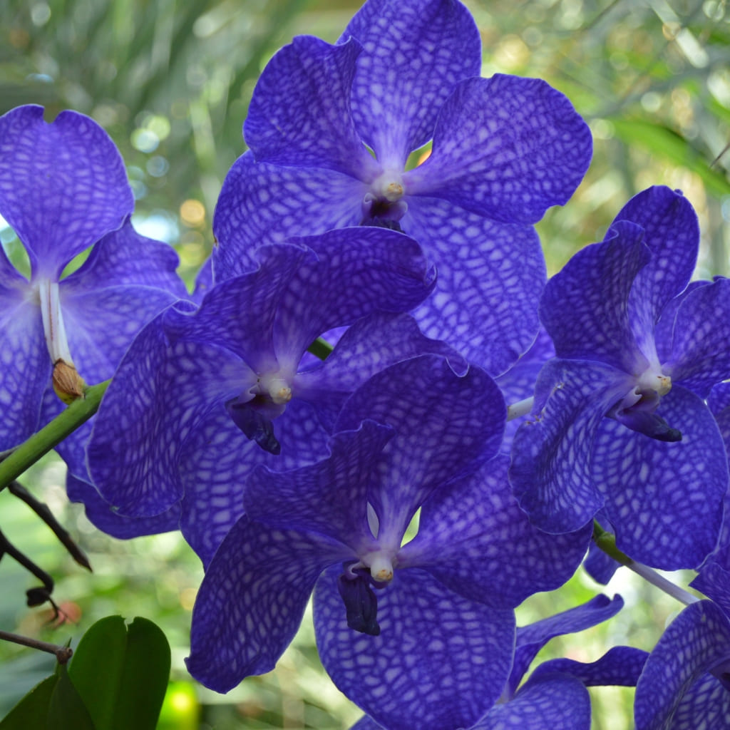 Comprar Orquidea Vanda Azul