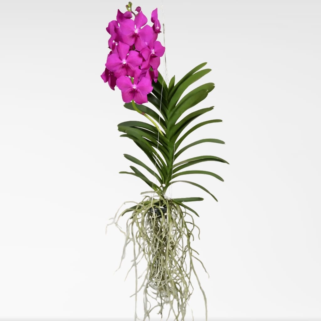 Comprar Orquidea Vanda Fucsia