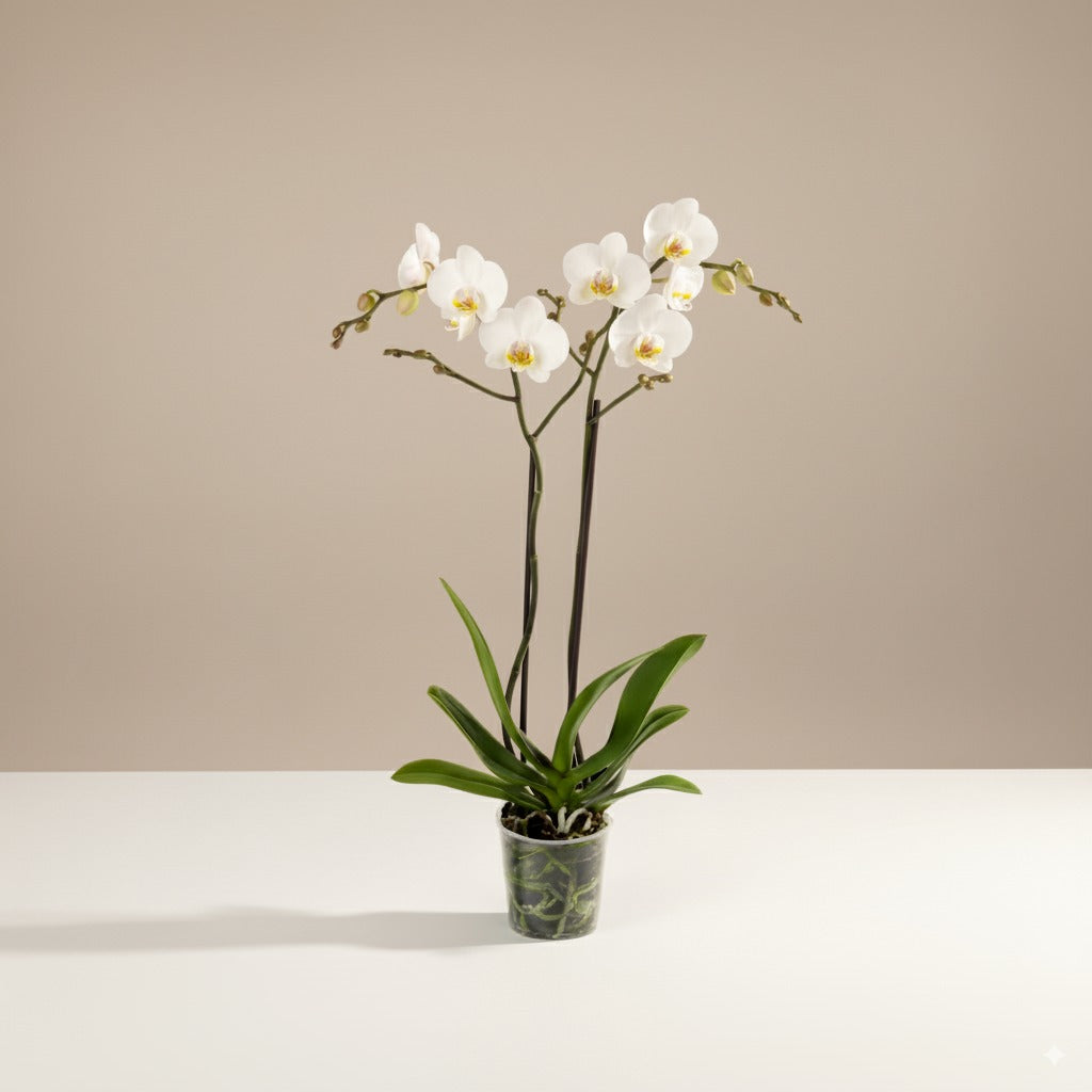 Weiße Orchidee kaufen | Schlichte Eleganz für Ihr Zuhause