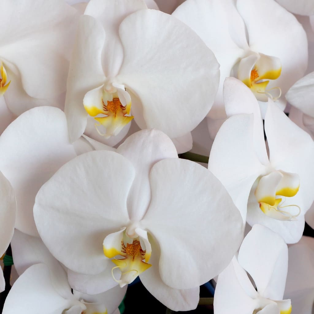 Weiße Orchidee kaufen | Schlichte Eleganz für Ihr Zuhause