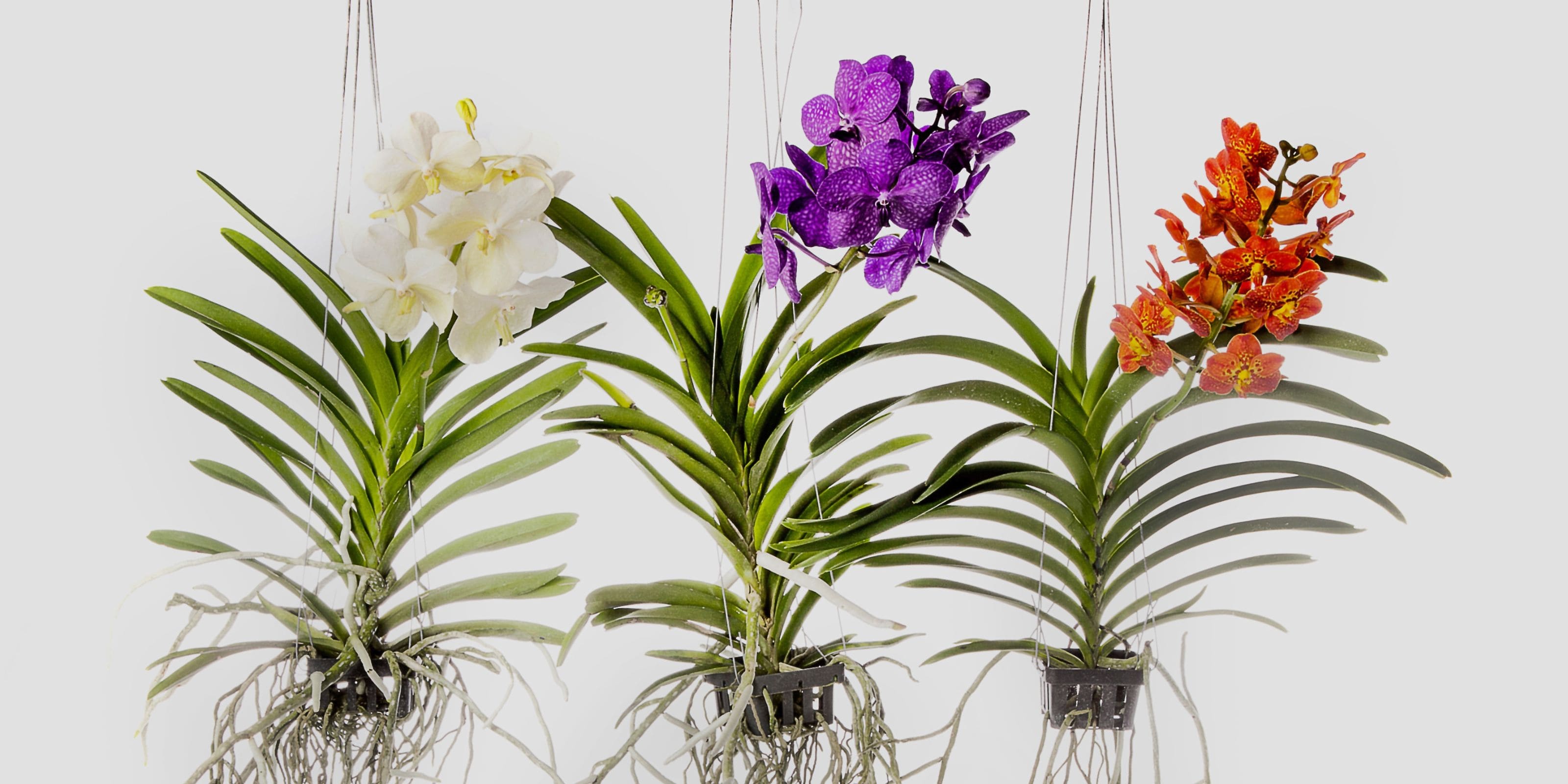 Comprar Orquídeas Nanda online en Urbangreen