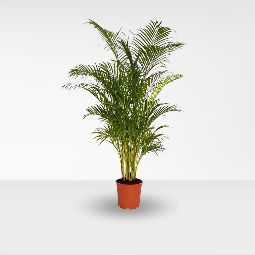 Comprar Palmera Areca Grande