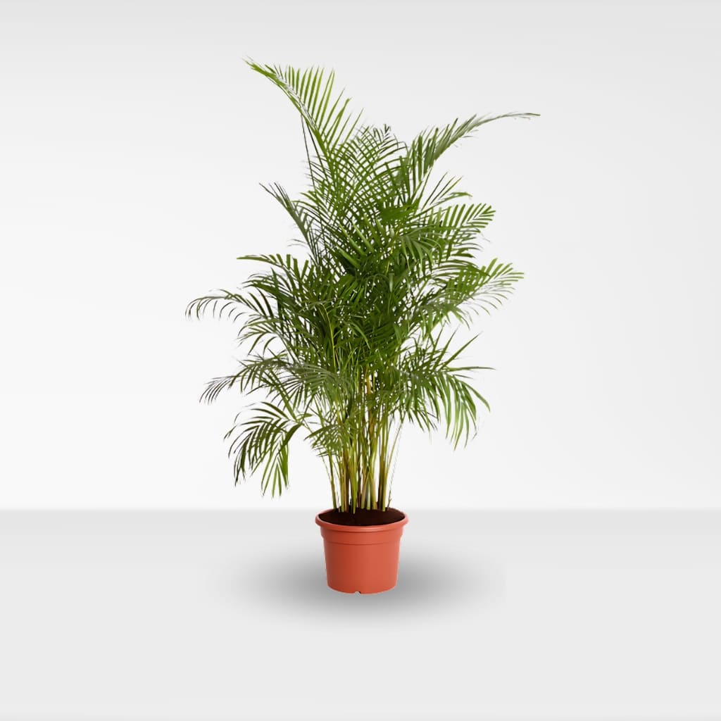 Comprar palmera Areca Lustencens