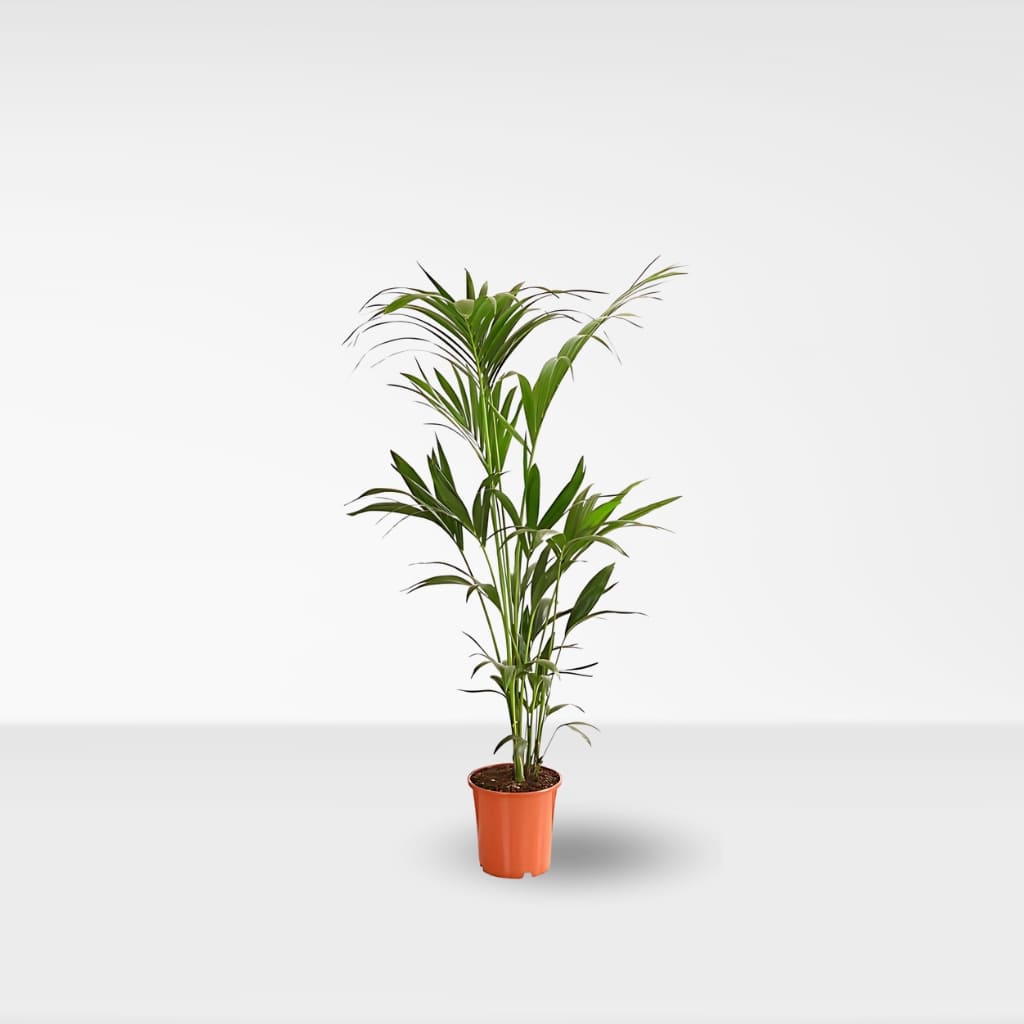 Kentia (Howea forsteriana)