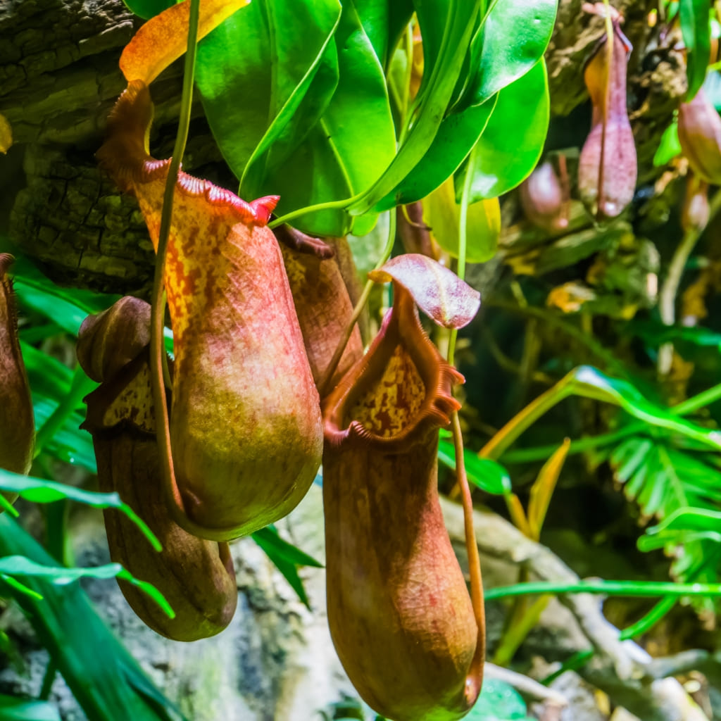 Nepenthes Alata