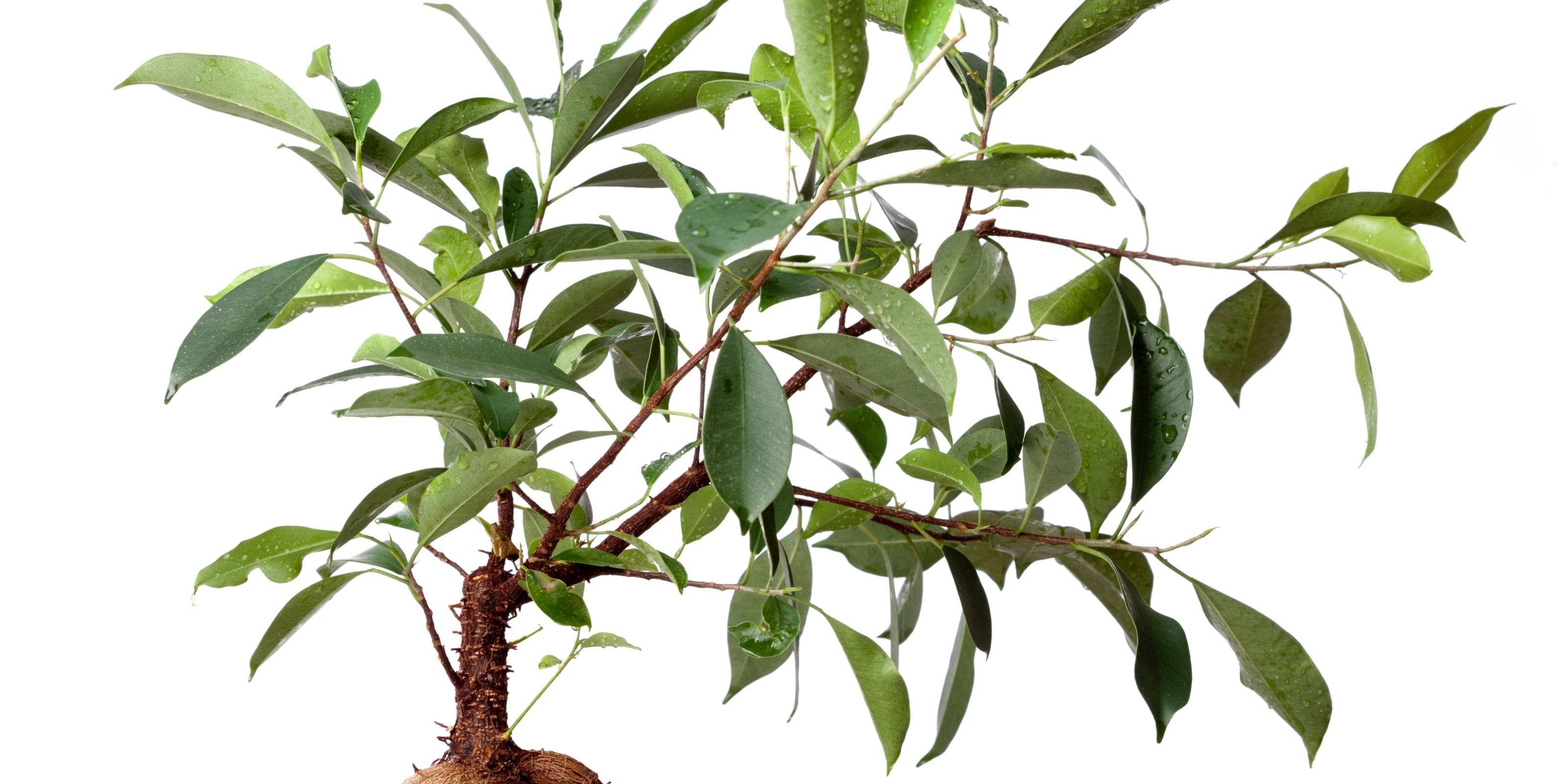 Comprar Planta de Ficus online