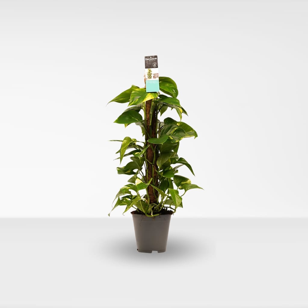 pothos pflanze kaufen Kaufen Sie Efeutute - Epipremnum Aureum
