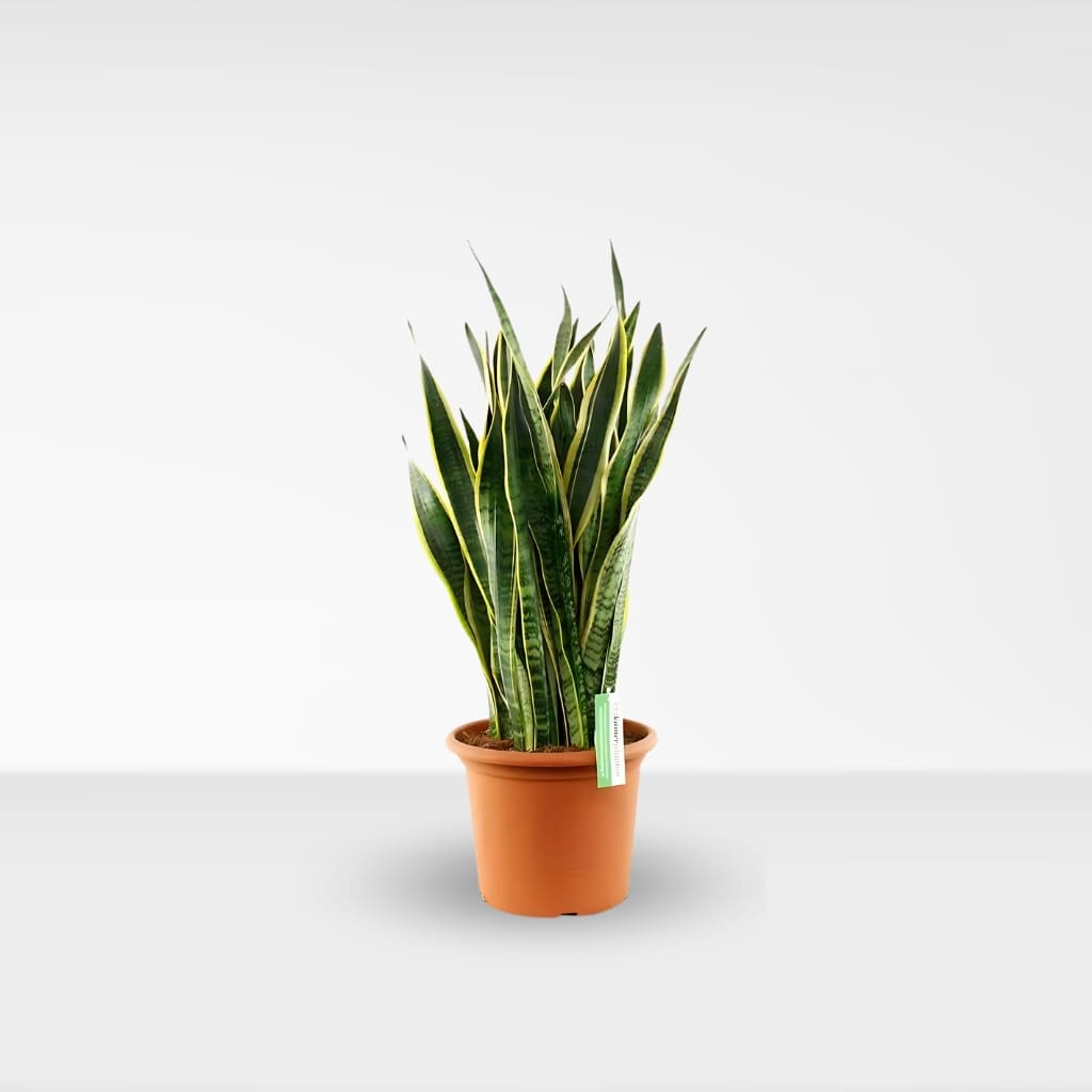 Comprar Sansevieria Grande online