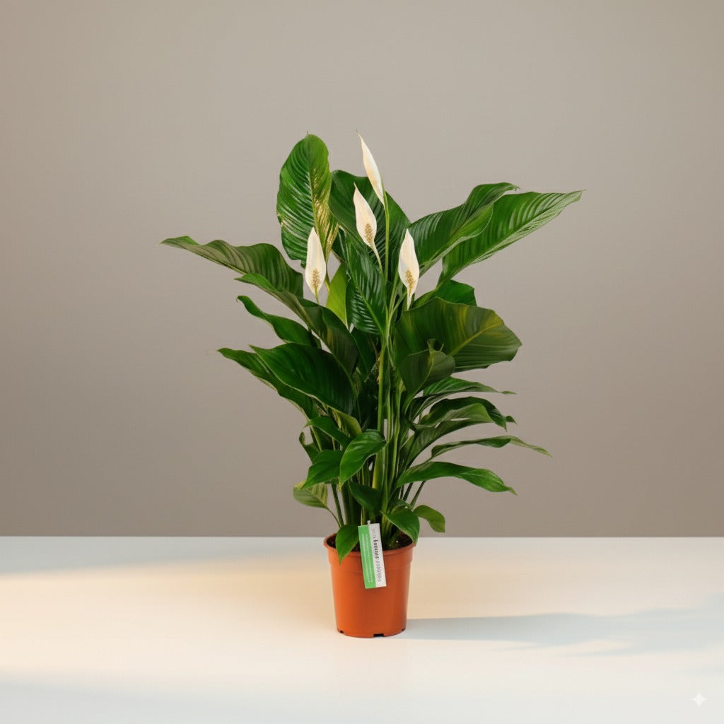 Comprar Spathiphyllum Blanco