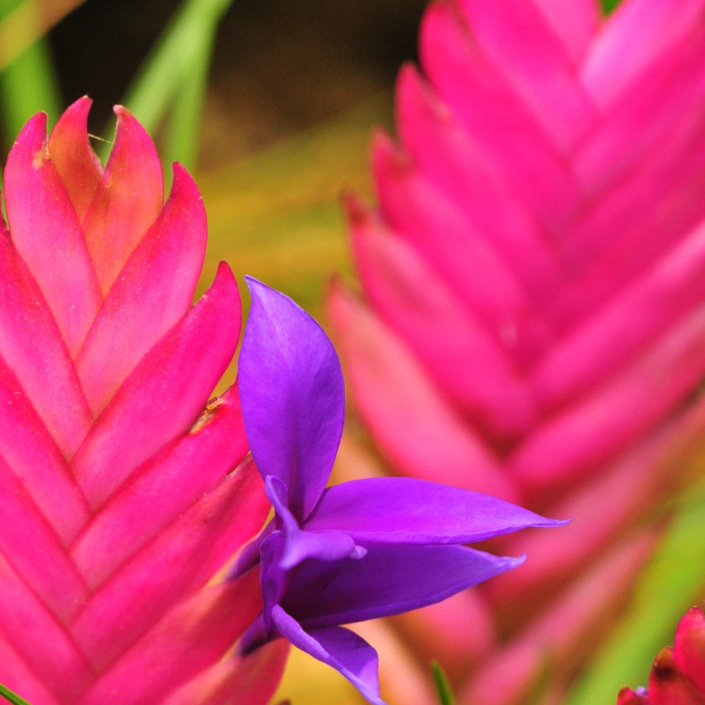 Tillandsia cyanea ‘Anita’.