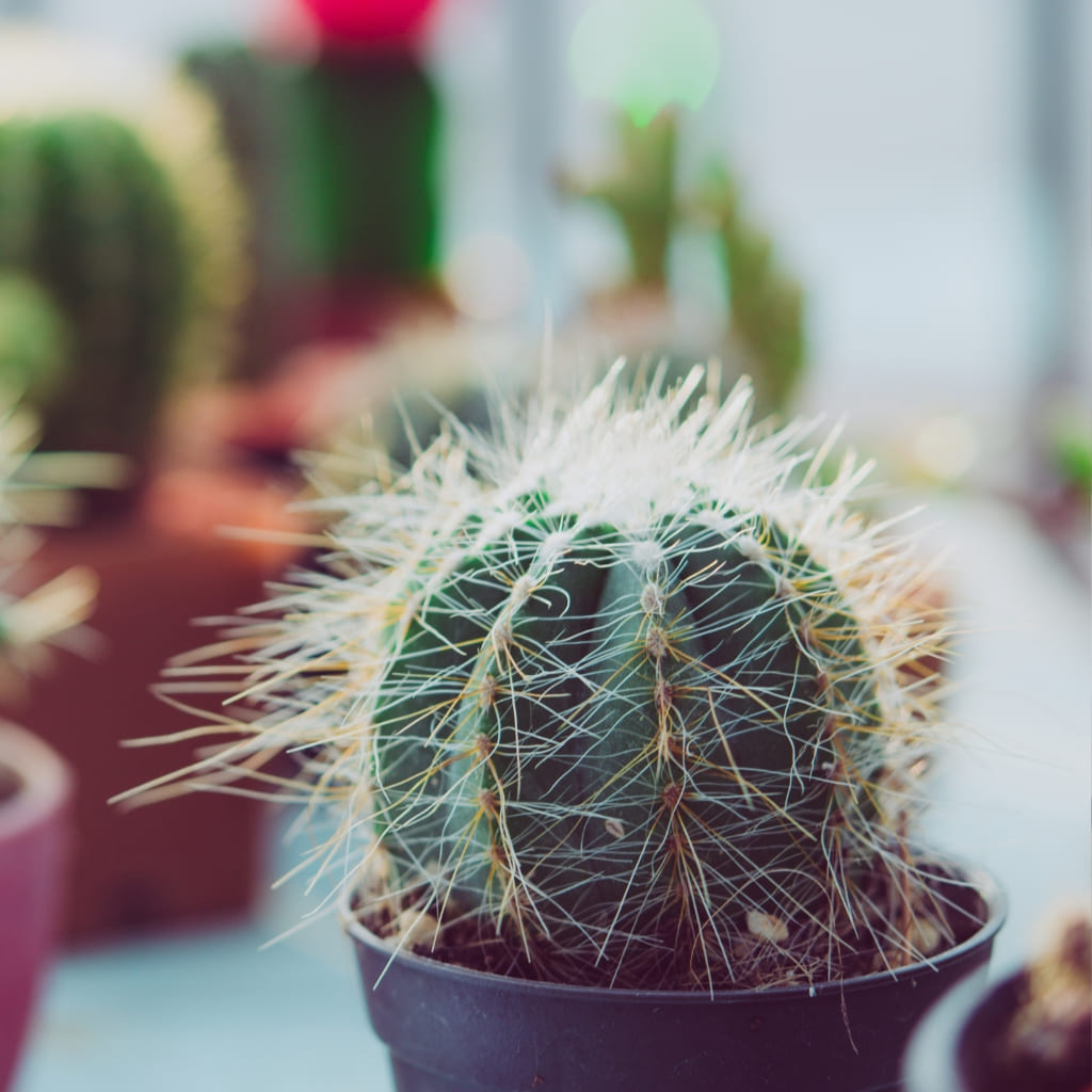 Kaufen Sie das Kaktus-Set für zu Hause online – Urbangreen