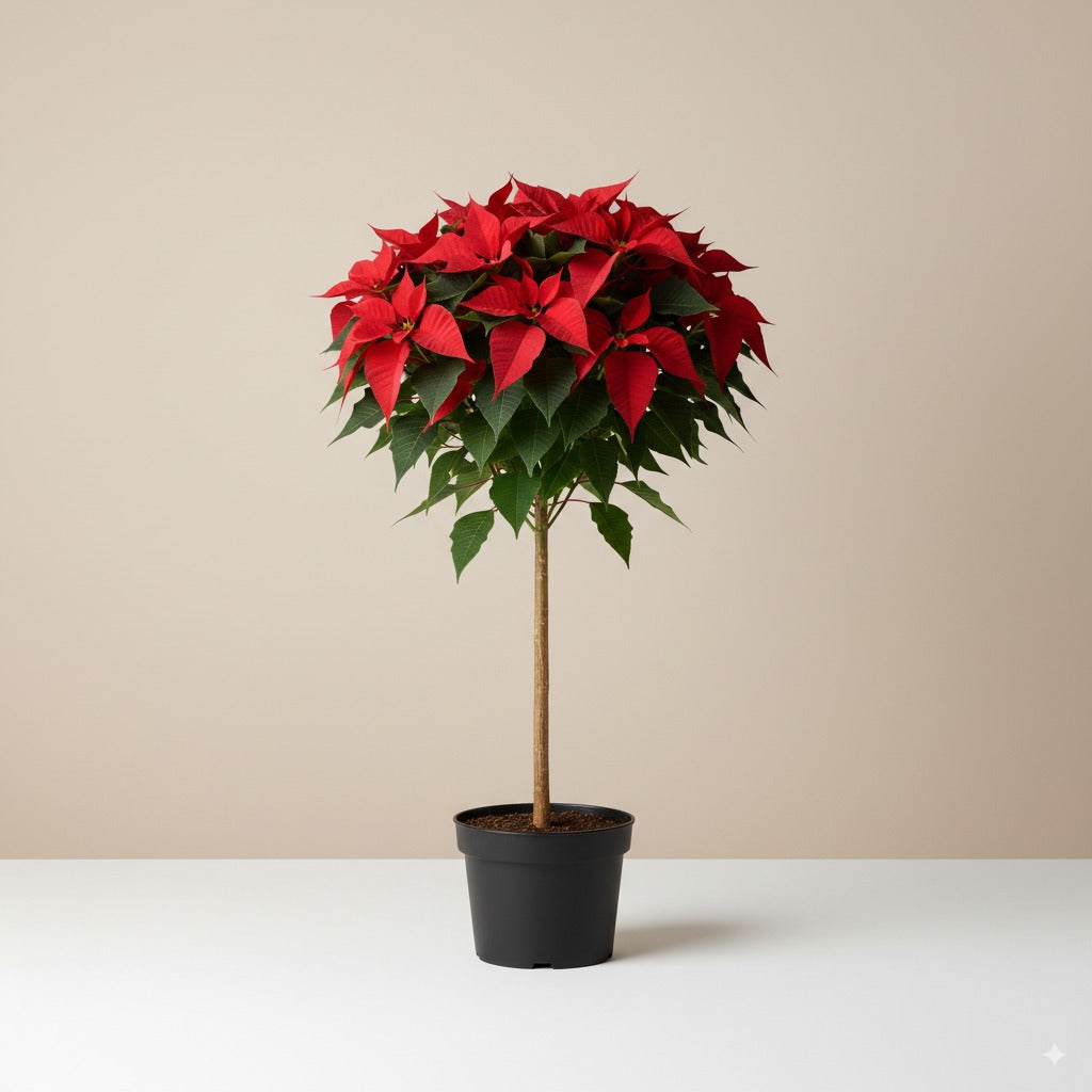 Comprar flor de pascua árbol