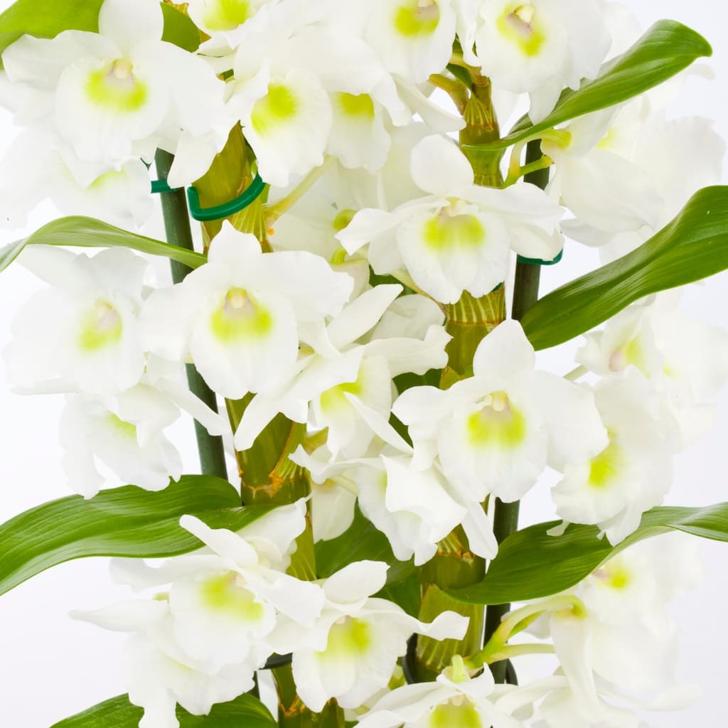 Comprar orquidea Bambu blanca