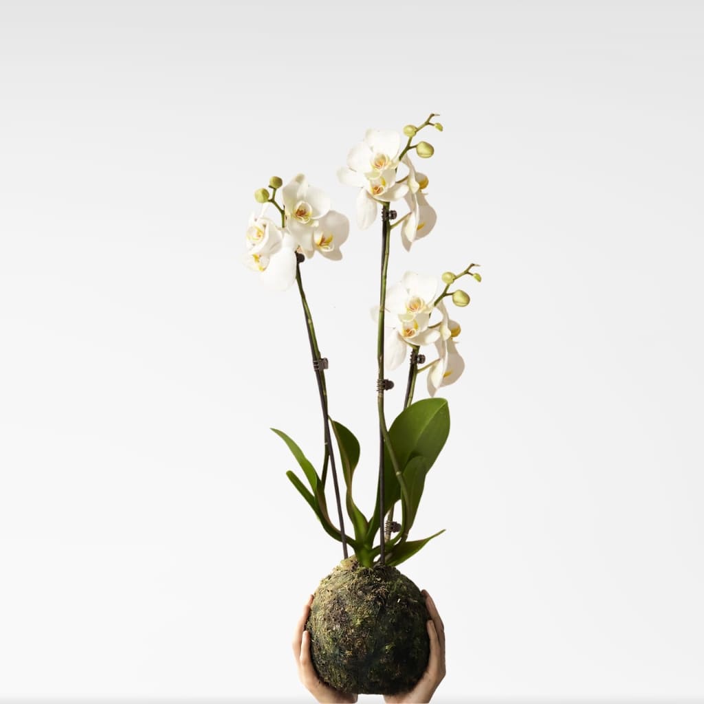 Comprar orquidea kokedama blanca 3 tallos