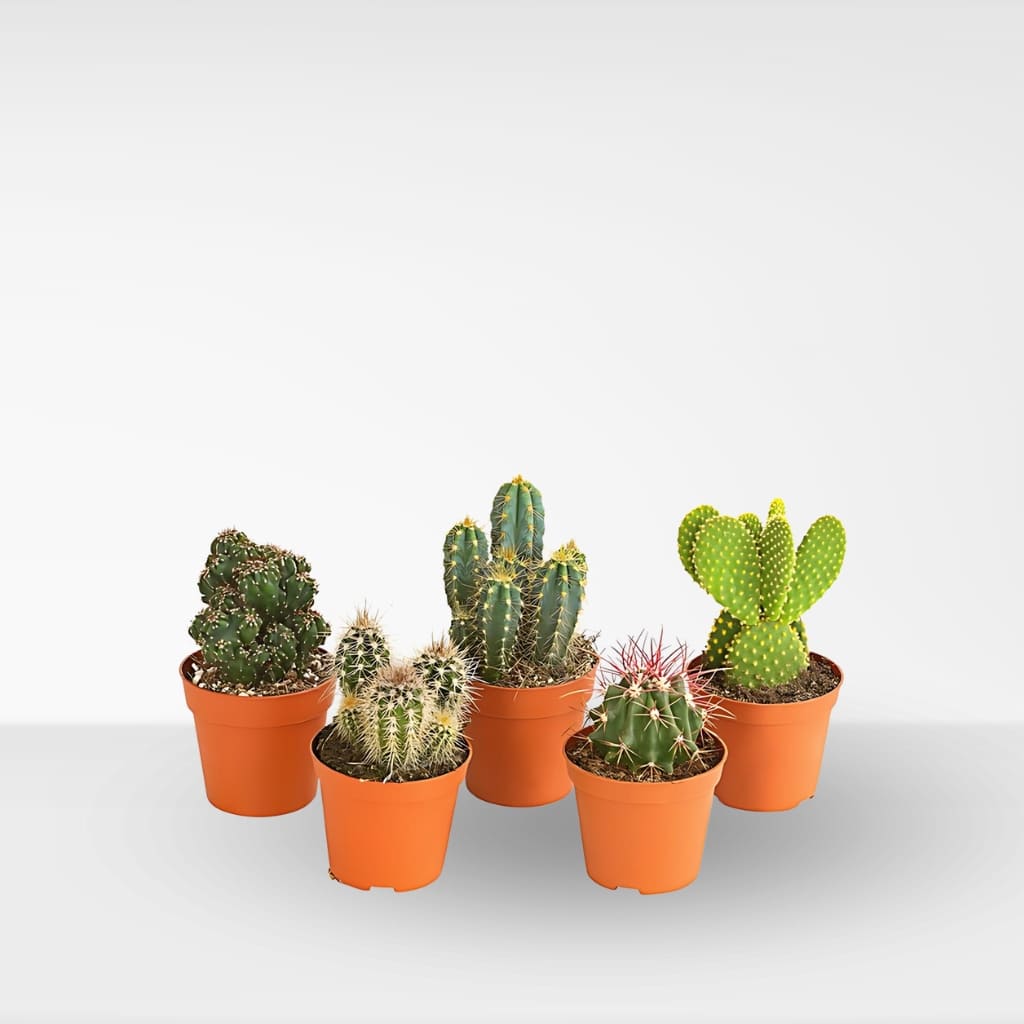 Comprar pack de cactus online 