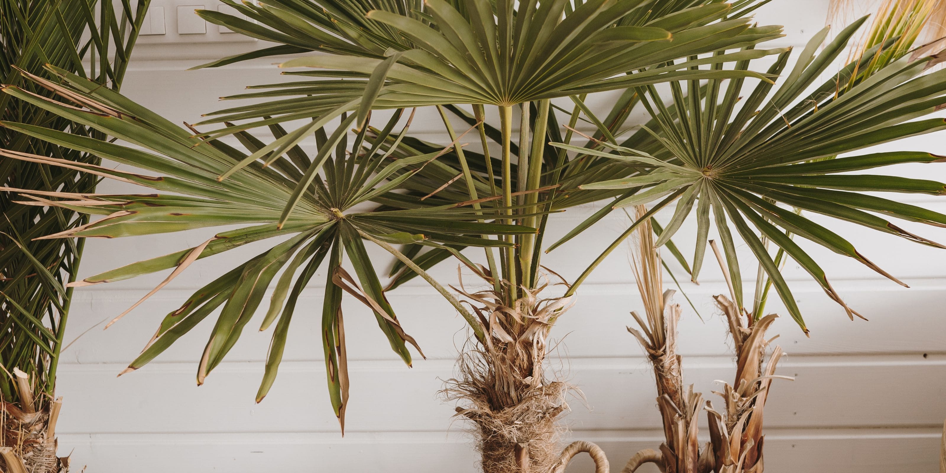 Comprar palmeras de interior online en Urbangreen
