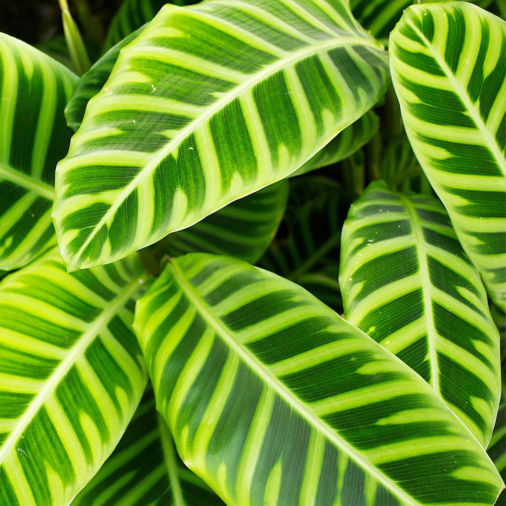 Comprar planta Calathea Zebrina