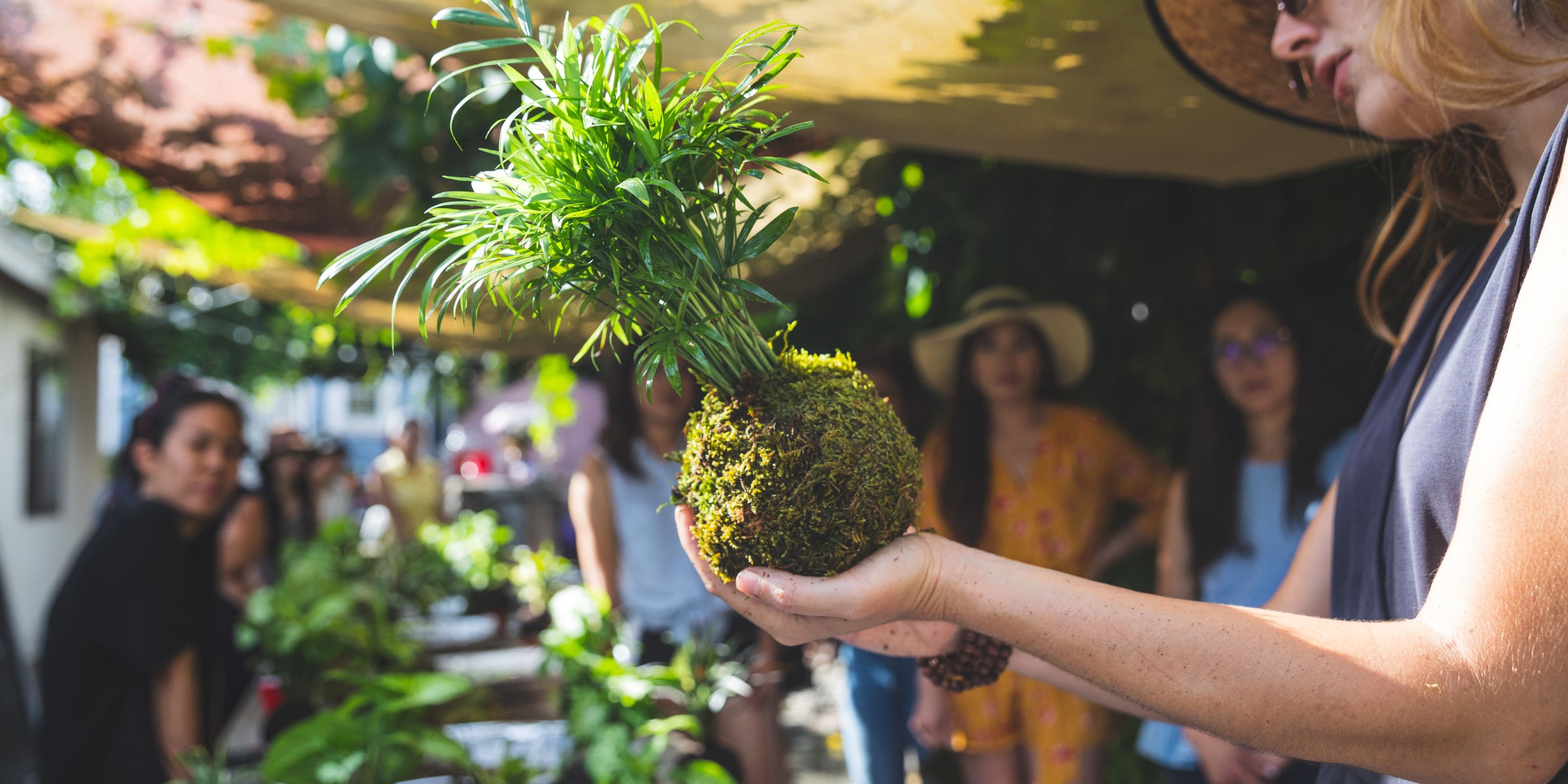 Comprar planta Kokedama Online