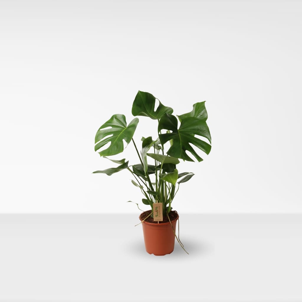 Kaufen Sie Monstera Deliciosa - Fensterblatt