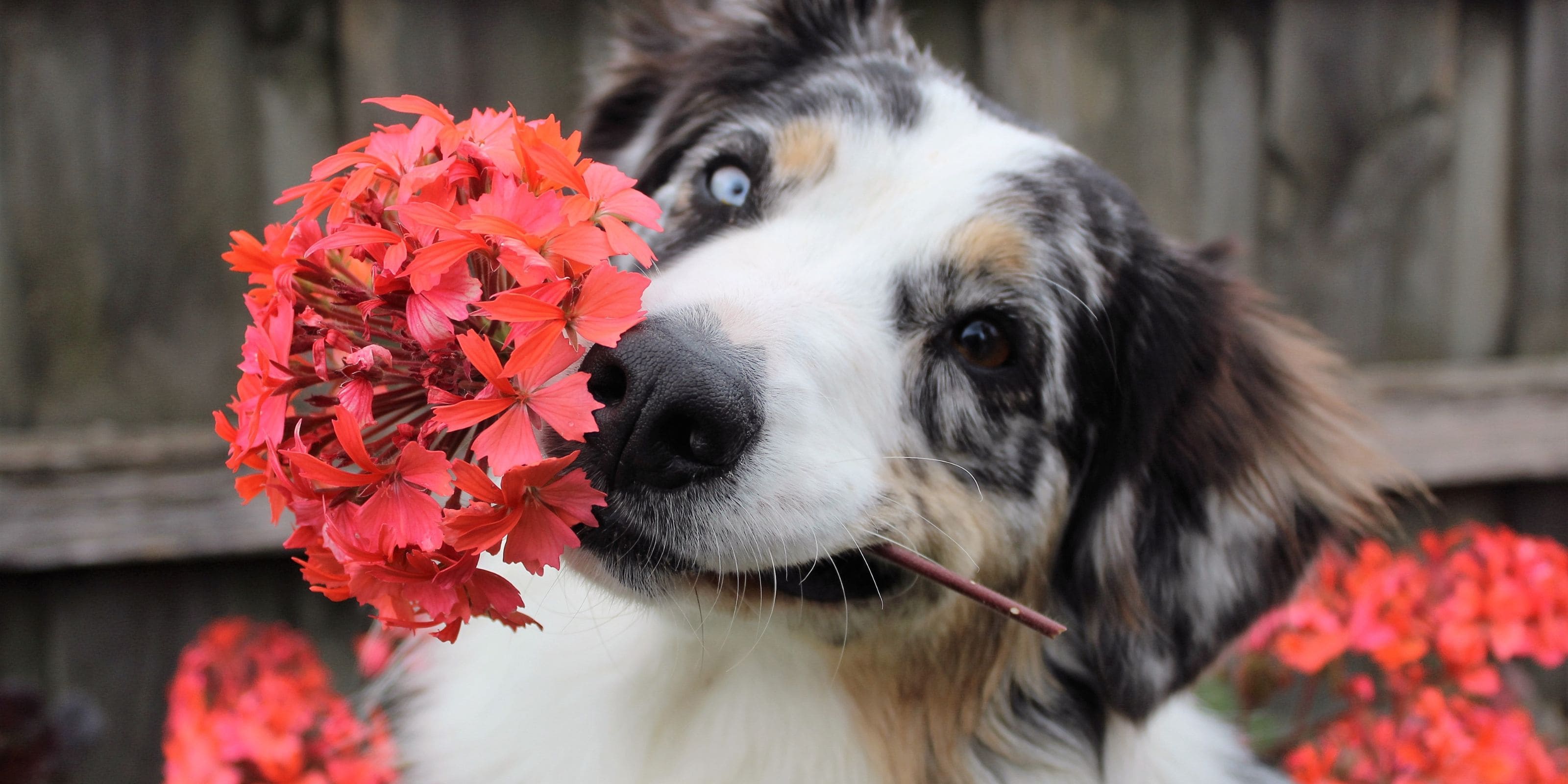 Comprar plantas Pet Friendly