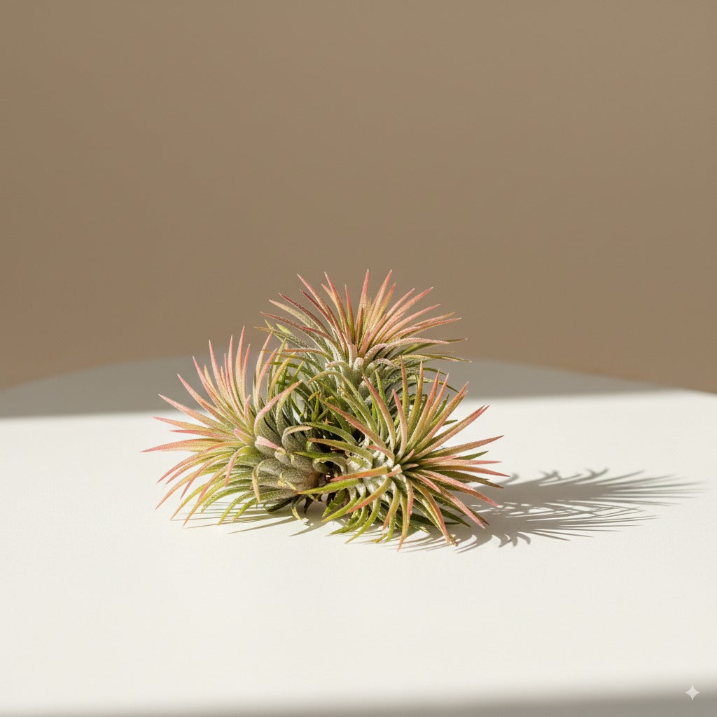 Tillandsia ionantha