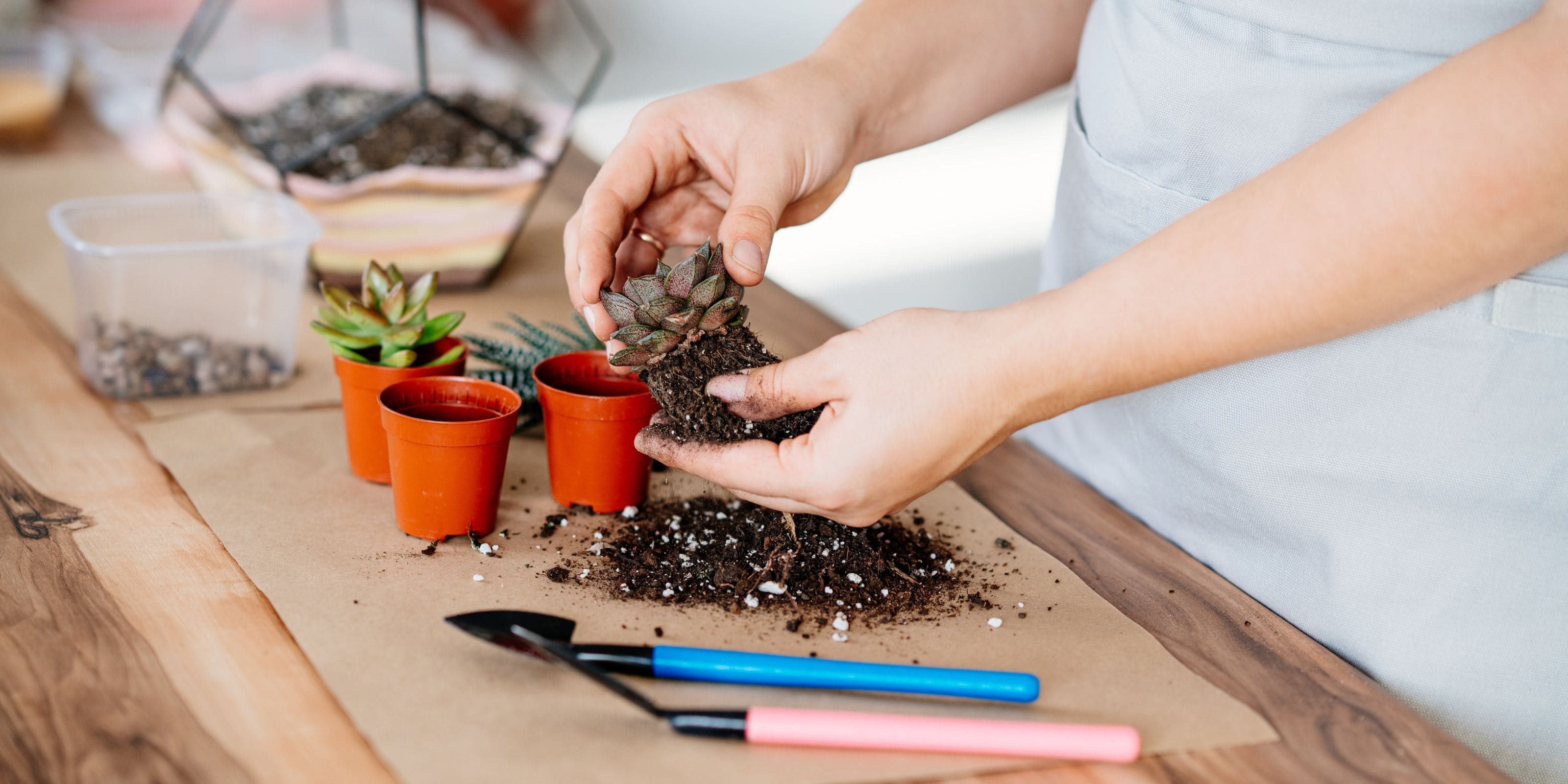 Comprar tierra para plantas