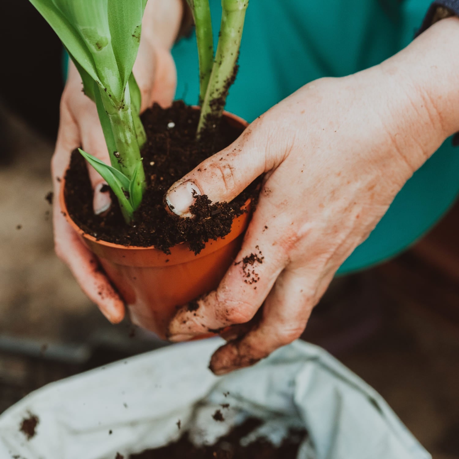 comprar tierra de plantas