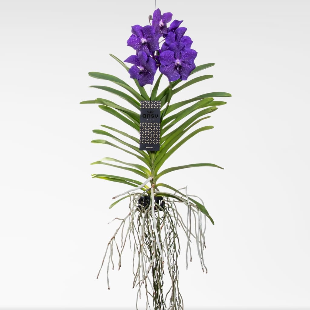 Comprar orquidea Vanda online a domicilio