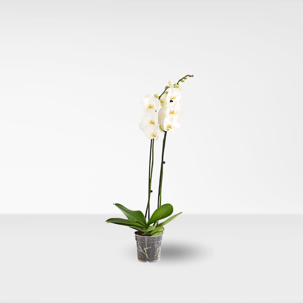 Comprar orquidea blanca phalaenopsis