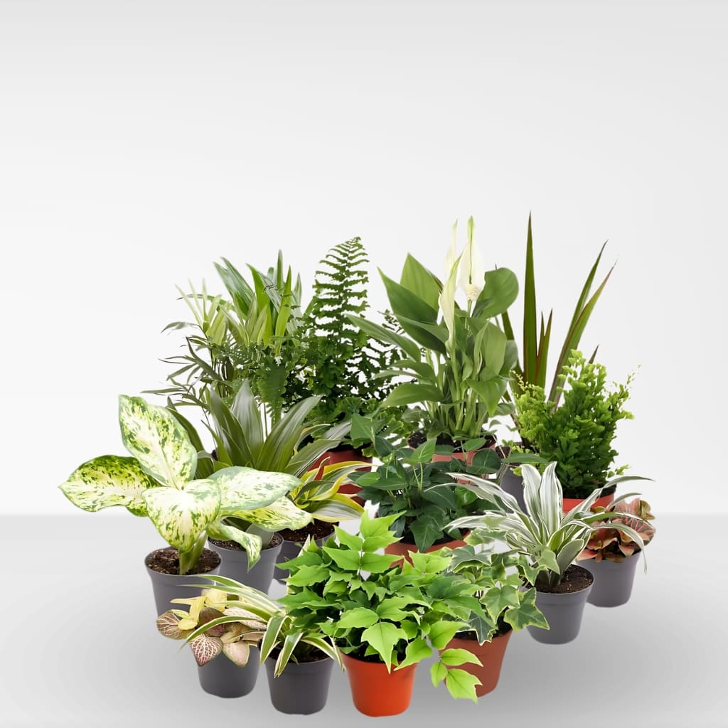 Comprar pack de plantas de interior.