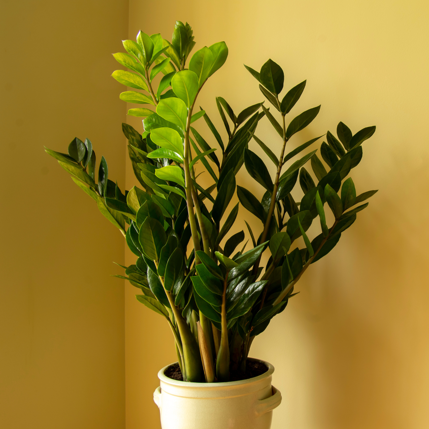 Comprar Planta ZZ