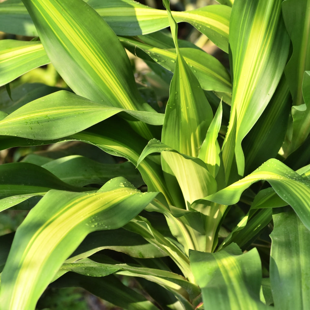dracaena massangeana kaufen Kaufen Sie Dracaena Massangeana - Drachenbaum