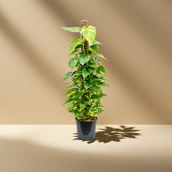 Kaufen Sie Efeutute - Epipremnum Aureum