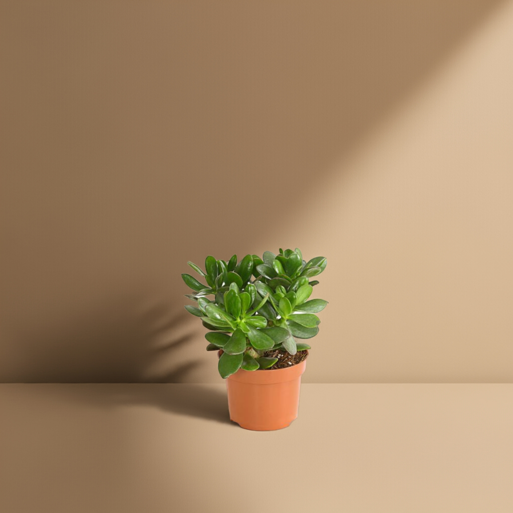 Crassula Eibe